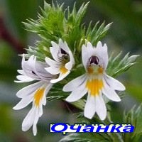 Оптика Очнка